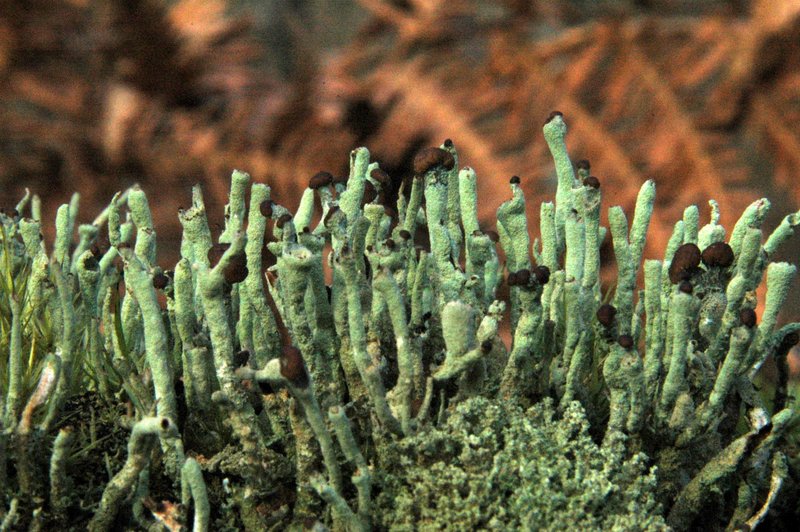 Lichens forestiers 3.3.2013 038